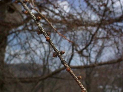 平成15年3月20日に撮影された木の枝から少し飛び出ているカラマツの写真
