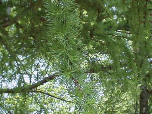 平成15年5月5日に撮影された約3センチメートルほどになったカラマツの葉の写真