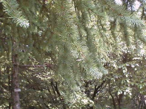 平成15年6月8日に撮影された葉先がゴワついてきたカラマツの葉の写真