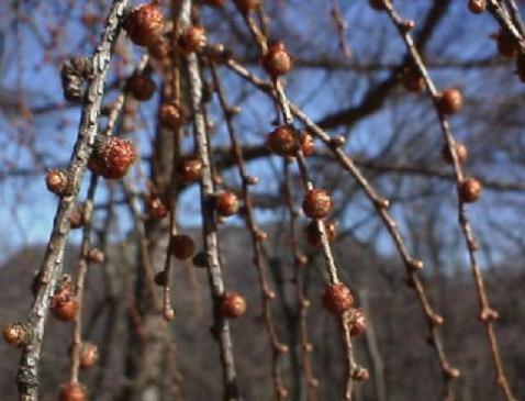 平成16年3月19日に撮影された枝についたつぼみが大きくなったカラマツの写真