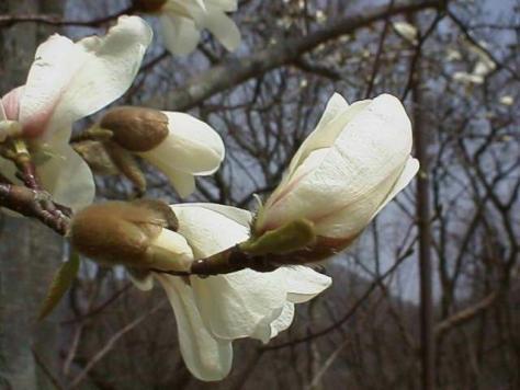 平成15年4月13日に撮影されたわずか1週間で開花した様子のコブシの写真