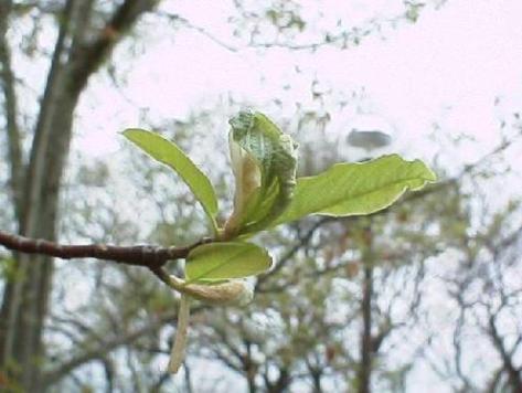 平成15年4月25日に撮影された花びらも散り葉が伸びてきた様子のコブシの写真