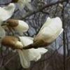 早春からわずか1週間で白の花を開花させたコブシの様子を春に撮影した写真