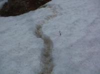 雪と土の境目に作られた雪解けとともに雨どいのようになったアカネズミの巣穴の写真
