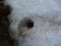 雪の中に巣穴を開けたアカネズミの巣穴の写真
