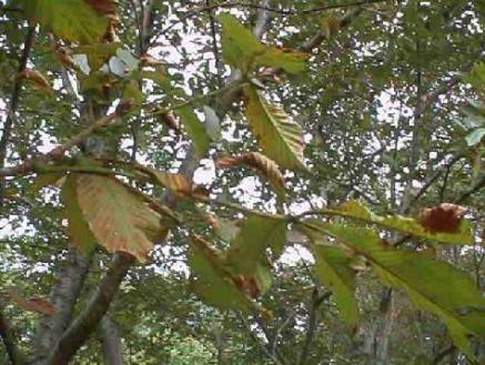 平成15年9月24日に撮影された木の枝にある葉の縁が段々と枯れ、欠けている葉が枝にあるトチノキを映した様子の写真