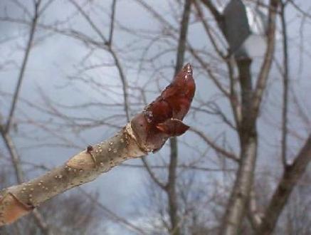 平成15年3月12日に撮影された曇空を背景に映る木枝の先にある茶色のトチノキの冬芽を映した写真