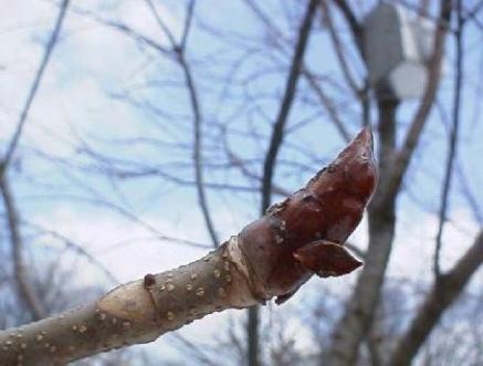 平成15年3月28日に撮影された薄い青空を背景に映る木枝の先にある茶色のトチノキの冬芽を映した写真