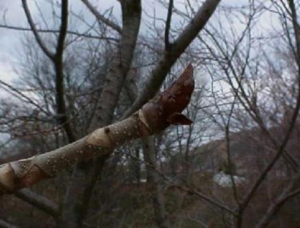 平成15年3月28日に撮影された平成15年3月20日の写真から変化が見られない木枝の先にある茶色のトチノキの冬芽を映した写真