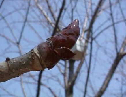 平成15年4月6日に撮影された平成15年3月28日の写真から変化が見られない木枝の先にある茶色のトチノキの冬芽を映した写真