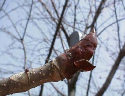 平成15年4月6日に撮影された木枝の先にある茶色のトチノキの冬芽を映した写真