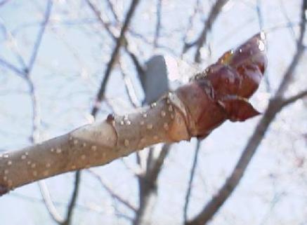 平成15年4月17日に撮影された木枝の先にある鱗片が少しめくれている様子のトチノキの芽を映した写真