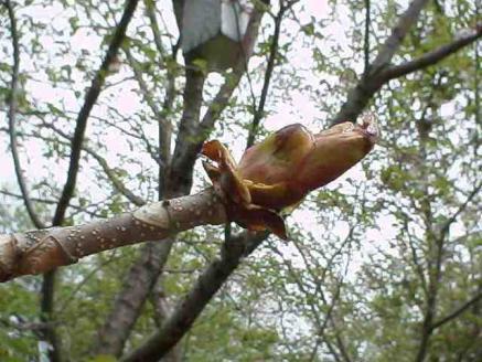 平成15年6月8日に撮影された木枝の先にある皮がめくれたトチノキの芽の様子を映した写真