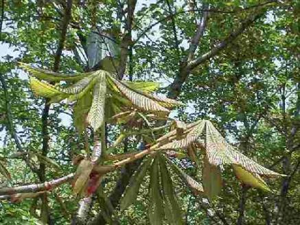 平成15年5月5日に撮影された木の枝にある黄緑の長細く伸びているトチノキの葉の様子を映した写真