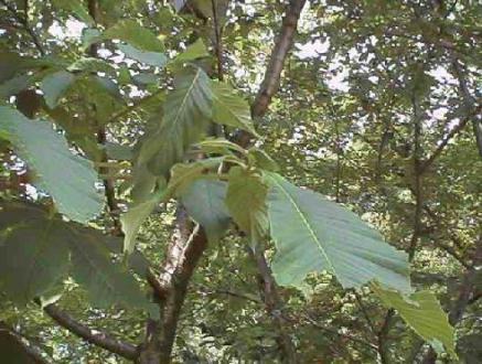 平成15年6月8日に撮影された木の枝にある緑の巨大なトチノキの葉の様子を映した写真