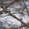 木の枝の所々に茶色の目が出ているカラマツの様子を冬に撮影した写真