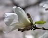キゴ山で咲いている白いコブシの花の写真